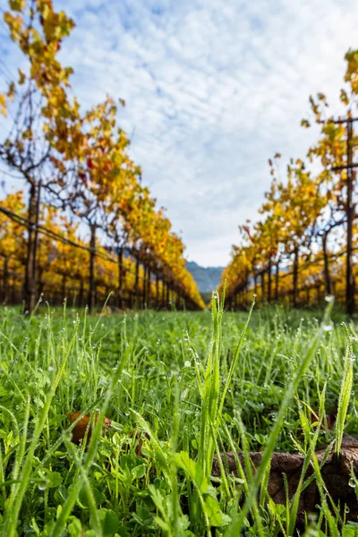 Wet grass in the morning — Stock Photo, Image