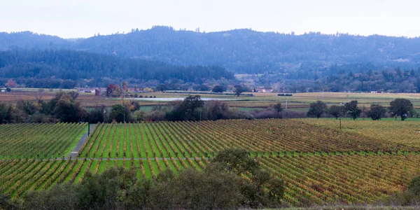 Herfst wijngaard in Calistoga — Stockfoto