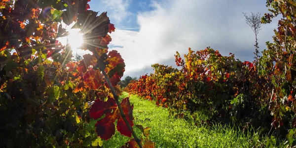 Herfst wijngaard in de ochtend — Stockfoto