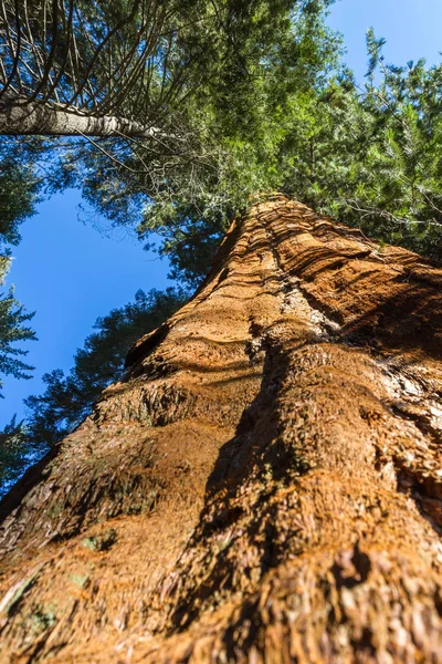 Árbol gigante de Sequoia —  Fotos de Stock