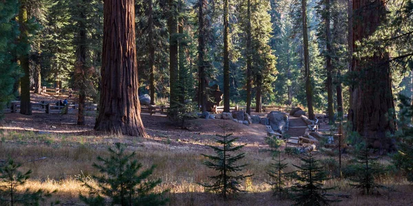Séquoias géants en Californie — Photo