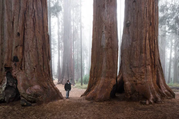 Homem andando em uma floresta gigante — Fotografia de Stock