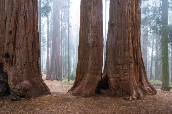 Stora sequoia träd — Stockfoto
