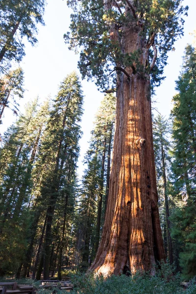 Obrovský sekvojový strom — Stock fotografie