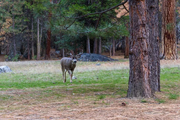 Mule deer in Yosemite — Stock Photo, Image
