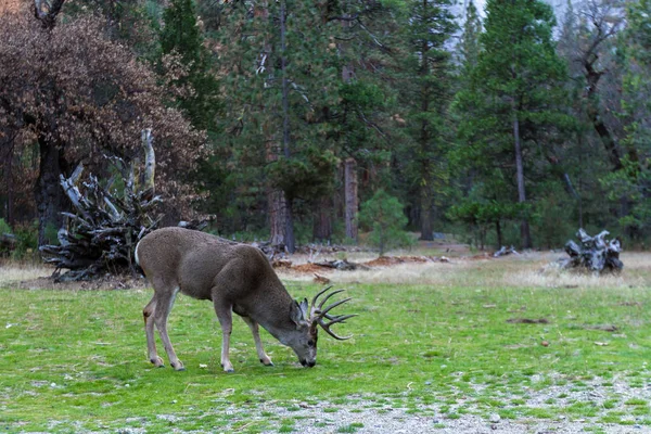 Μουλάρι ελάφια σε yosemite — Φωτογραφία Αρχείου