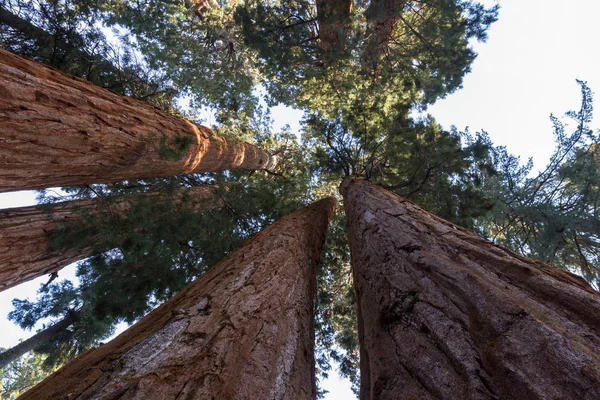 Looking up at giant trees — Stock Photo, Image