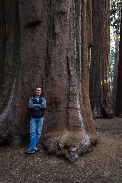 Uomo accanto a una sequoia — Foto Stock