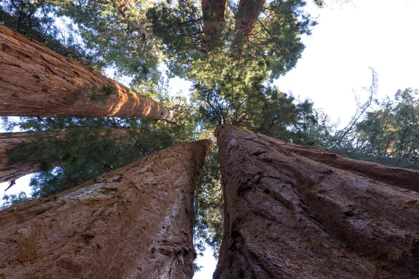 Looking up at giant trees — Stock Photo, Image