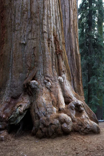 Base di una sequoia gigante — Foto Stock