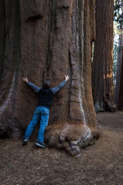 Umarmung mit einem Riesenmammutbaum — Stockfoto