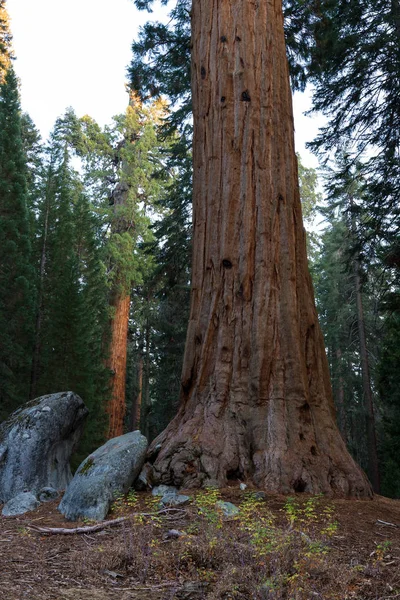 Base of a giant sequoia — 图库照片