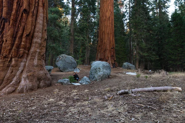 Foresta gigante a Sequoia NP — Foto Stock