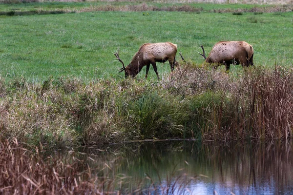 Wild roosevelt elk bull — Stock Photo, Image