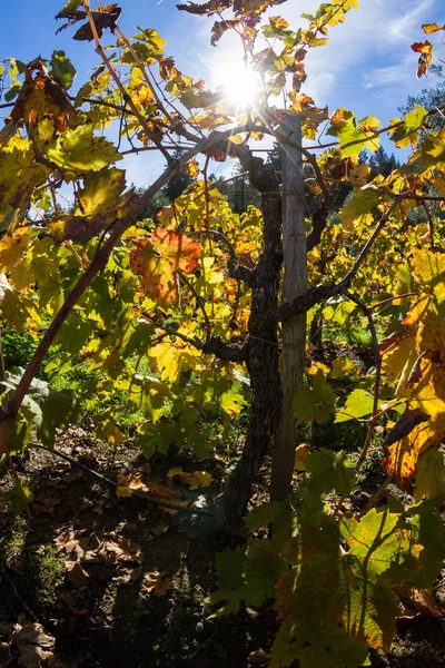 Autumn vineyard in Napa Valley — Stock Photo, Image