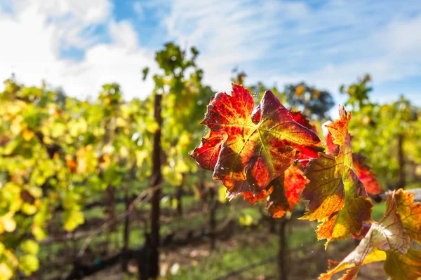 Kleurrijke wijngaard in de herfst — Stockfoto