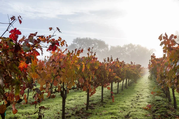 Hösten vingård på morgonen — Stockfoto