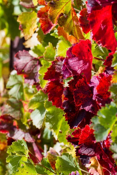 Druivenbladeren met levendige kleuren van de herfst — Stockfoto