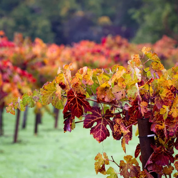 Podzimní vinice ráno — Stock fotografie