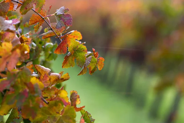 Vigneto autunnale al mattino — Foto Stock