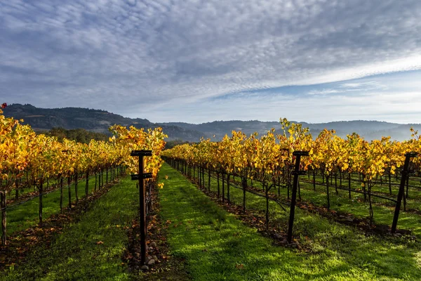 Herbstmorgen im Napa-Tal — Stockfoto