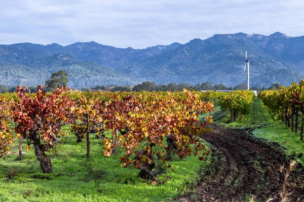 Herfst wijngaard in Californië — Stockfoto