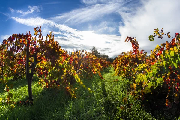 Autumn vineyard in the morning — Stock Photo, Image