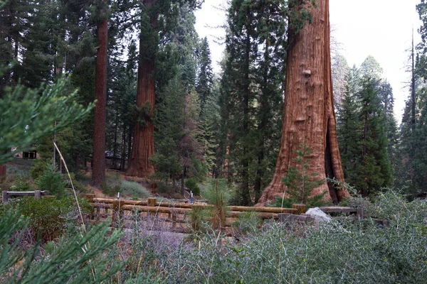 Grand séquoia — Photo