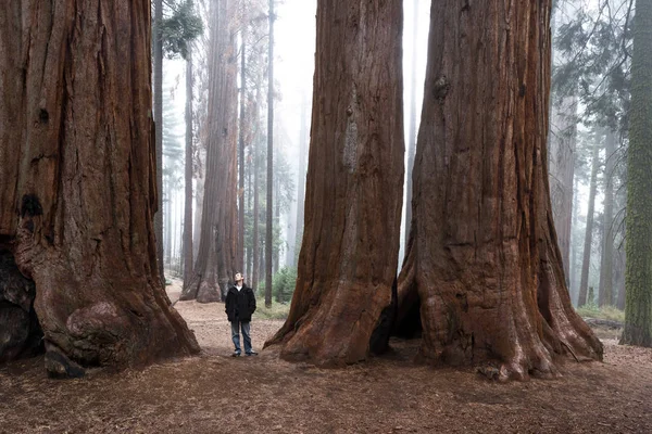 Uomo che cammina in una foresta gigante — Foto Stock