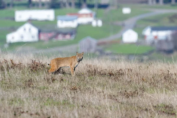 Bobcat - luchs rufus — Stockfoto