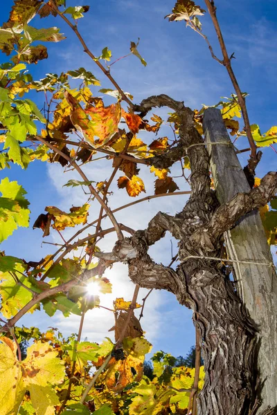 ナパ バレーの秋のブドウ園 — ストック写真