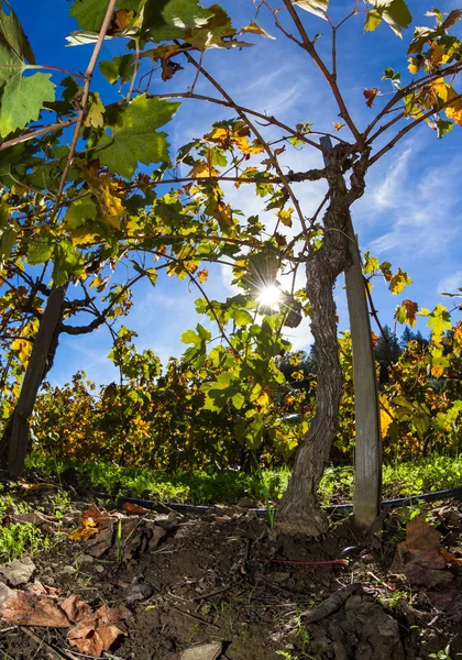 Podzimní vinic v napa valley — Stock fotografie