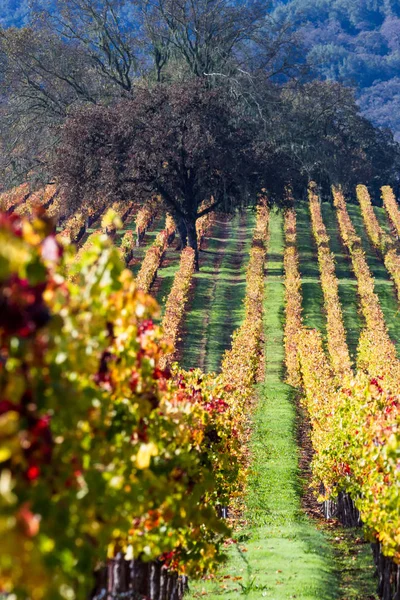 Vinha colorida no outono — Fotografia de Stock