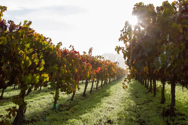 Viñedo de otoño por la mañana — Foto de Stock