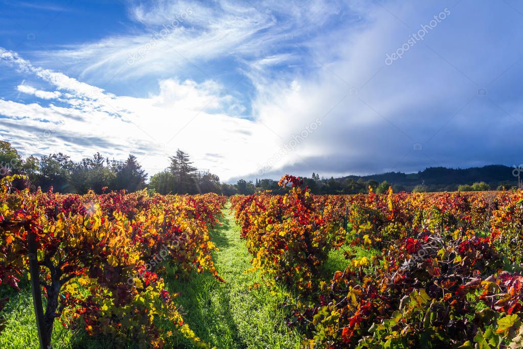 autumn vineyard in the morning 