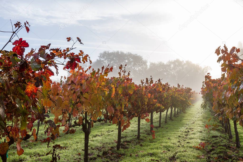 autumn vineyard in the morning