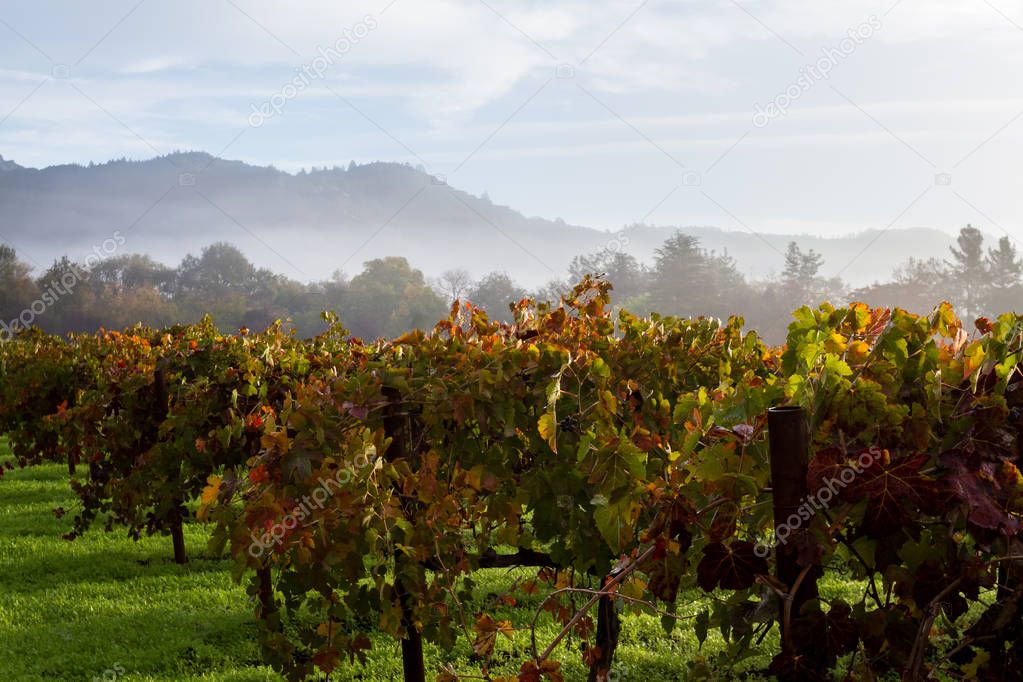 autumn vineyard in the morning