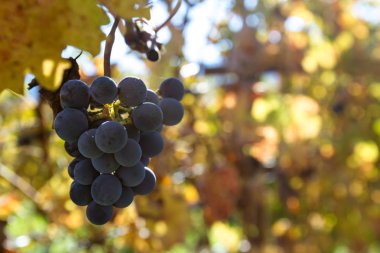 geç hasat üzüm asma üzerinde 