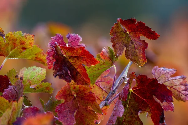 Rode bladeren met morning due — Stockfoto