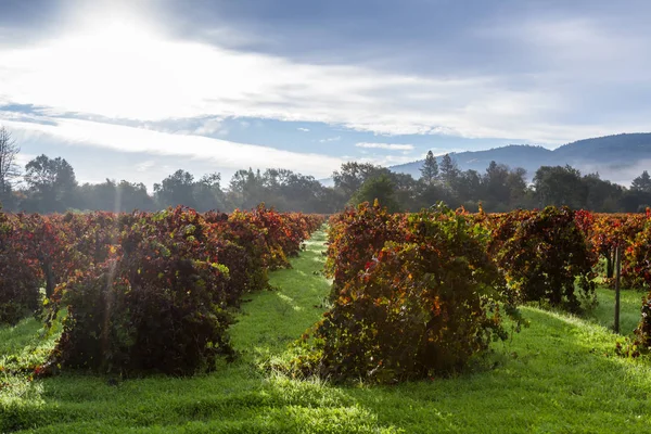 Autumn vineyard in the morning — Stock Photo, Image