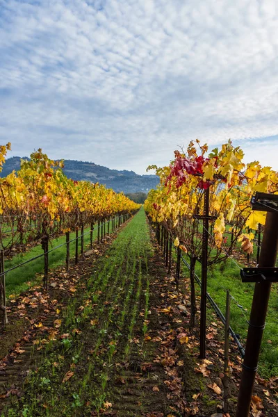 Vigneto autunnale in California — Foto Stock