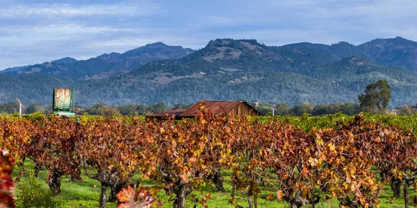 Old building in a colorful vineyard — Stock Photo, Image