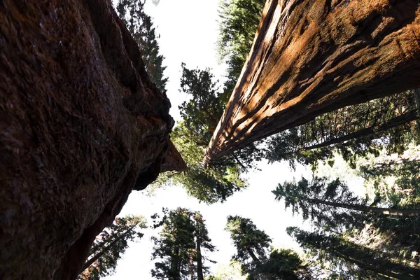 Giant sequoia δέντρο — Φωτογραφία Αρχείου