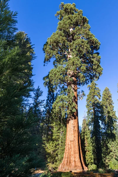 Giant sequoia δέντρο — Φωτογραφία Αρχείου