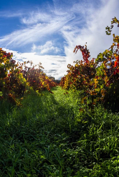 Podzimní vinice ráno — Stock fotografie