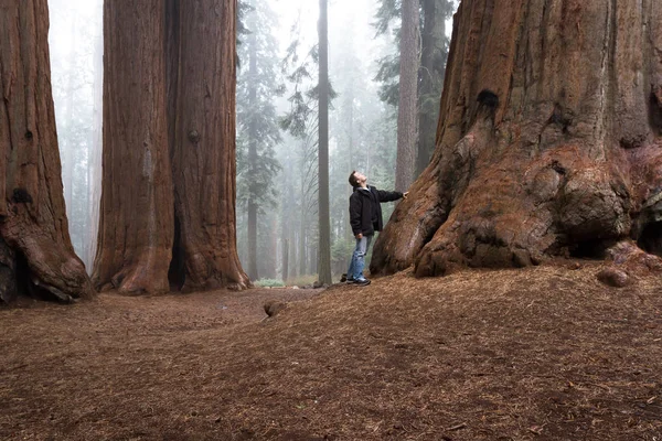 Homem andando em uma floresta gigante — Fotografia de Stock