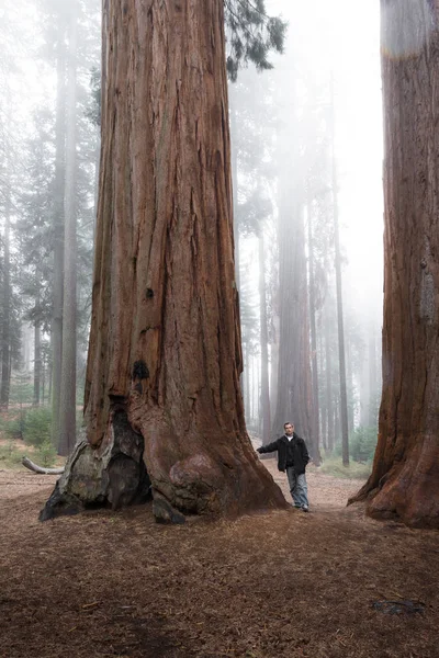 Mann läuft in einem riesigen Wald — Stockfoto