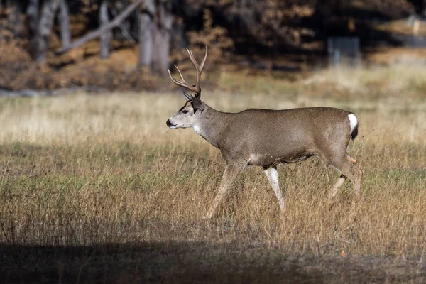 Mule deer in Yosemite — Stock Photo, Image