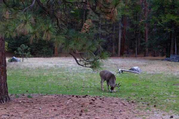 Mule deer in Yosemite — Stock Photo, Image