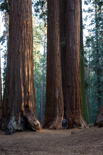 Sequoia gigante boschetto — Foto Stock